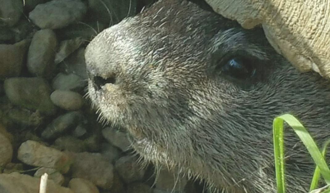 Rodents Lakewood Exterminating