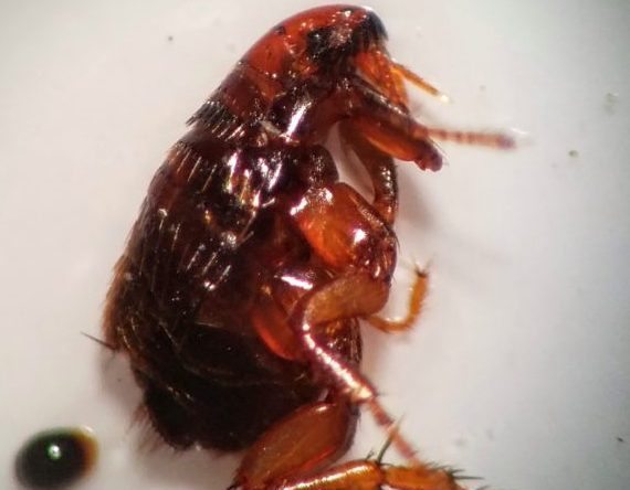 Lakewood Exterminating - Lakewood, OH