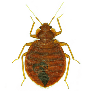 Bed Bug Control icon Cleveland, OH.