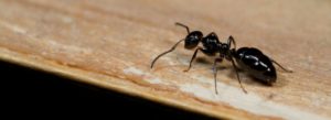 Carpenter ant pest control Cleveland, OH.