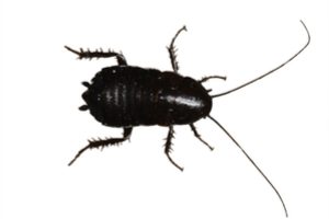 Oriental cockroach control Cleveland, OH