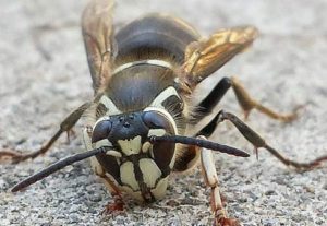 Bald-faced hornet close-up in Cleveland, Ohio.