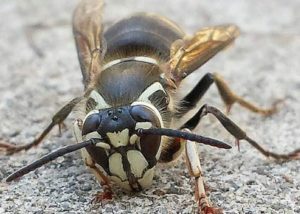 Bald-faced hornet close-up in Cleveland, Ohio.
