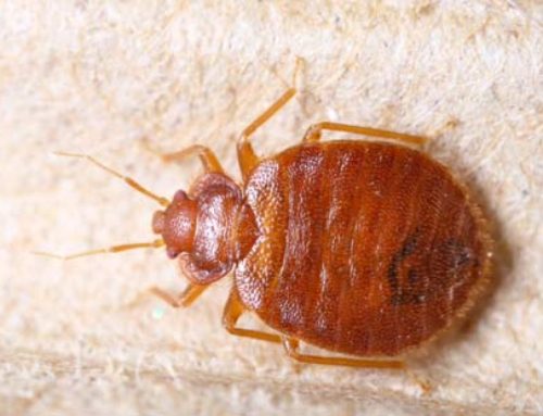Bed Bugs: Identification & Life Cycle
