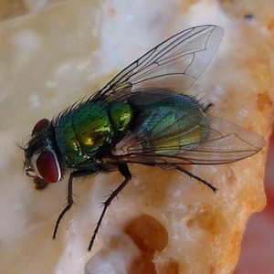 Bottle fly control.