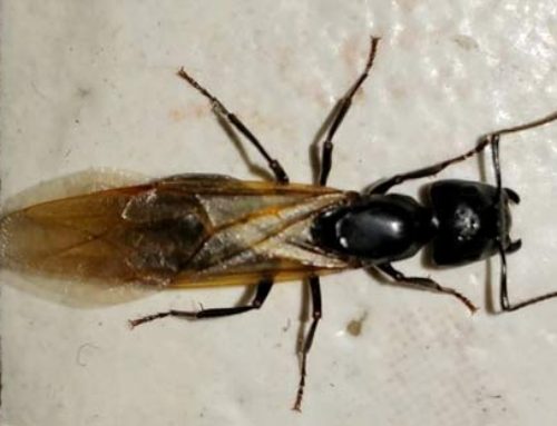 Carpenter Ants In Ohio
