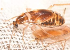 Brown-banded cockroach on burlap.