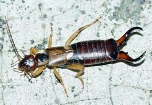 earwig insect pest