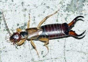 earwig insect pest.