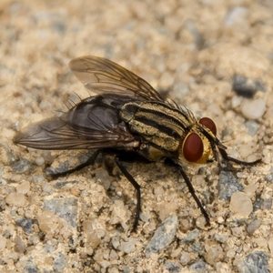 Flesh Fly Control Cleveland, OH