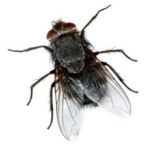 Housefly large