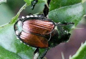 Japanese beetle pest in Cleveland, OH.