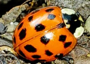 ladybugs closeup on the ground.