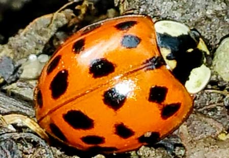 Ladybirds in Ohio: Facts & Information - Lakewood Exterminating
