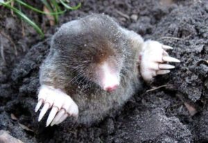 mole popping head out of the ground.