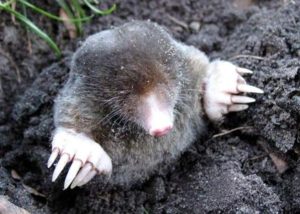 mole popping head out of the ground.