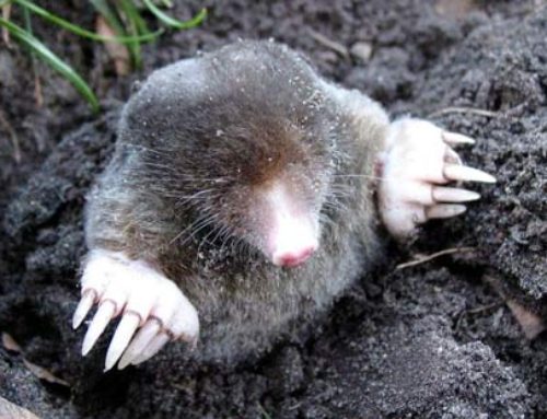 Moles in Ohio: Facts & Information