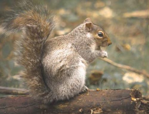 Squirrels in Ohio: Facts & Information