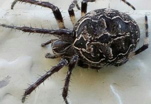 Orb-weaver spider close-up