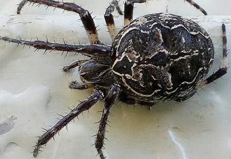 Orb-weaver spider close-up.