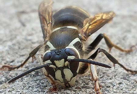 Bald-faced hornet picture again.