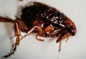 flea home services- Lakewood Exterminating in Cleveland, OH.