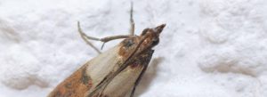 pantry moth header image.