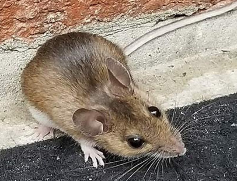 How To Mouse Proof A Home Lakewood Exterminating