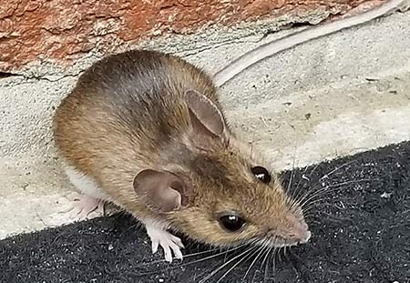 Closeup picture of a field mouse.