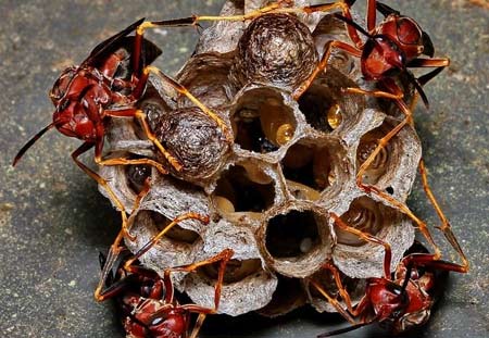 stinging insect control, paper wasps in Cleveland, OH.