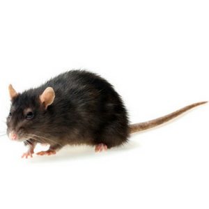 rat trapping service in Cleveland, OH.