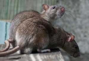 Rat extermination service in Cleveland, OH. Rats found on the table.