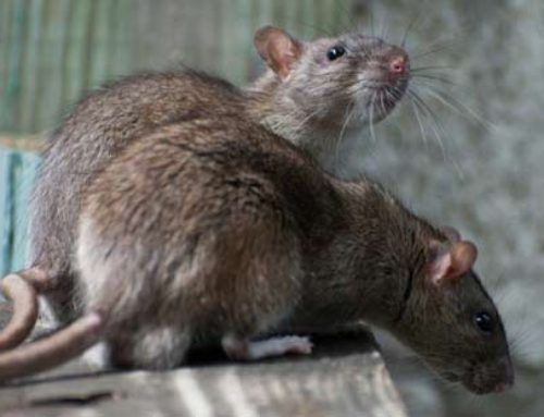 Norway Rats: Identification In Ohio