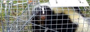skunks in cage trap.