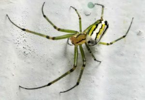 spider home pest control- Lakewood Exterminating in Cleveland, OH