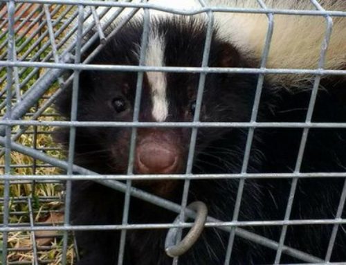 Skunks in Ohio: Facts & Information