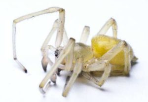 yellow sac spider control