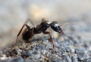 Controlling ants naturally with boric acid, vinegar, and essential oils.