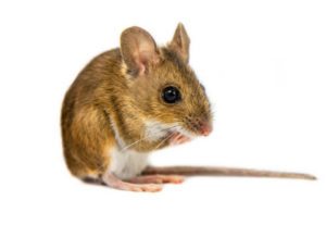 Rodent control of mice.