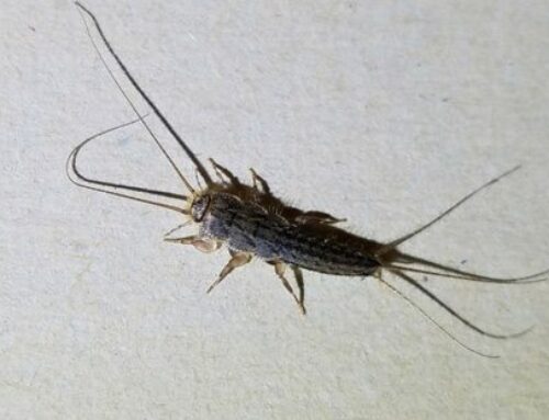 Silverfish in Ohio: Facts & Information