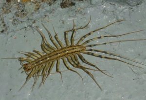 House Centipede - Lakewood Exterminating, Lakewood, OH