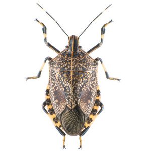 Stink bug- Lakewood Exterminating