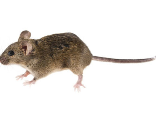 Mice pests in Ohio