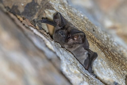 Bat inside wall of home.