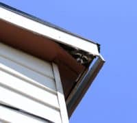 Raccoon in soffit