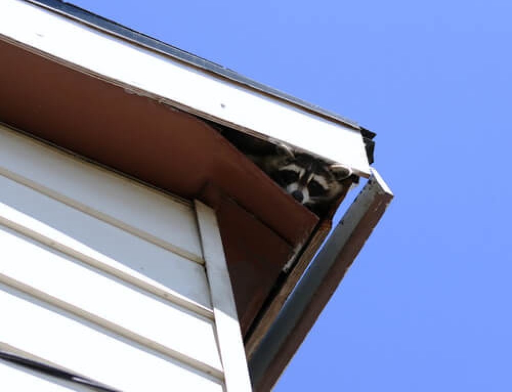 How To Mouse Proof A Home Lakewood Exterminating