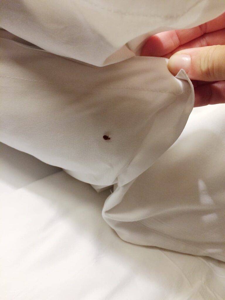 Bed Bug Control