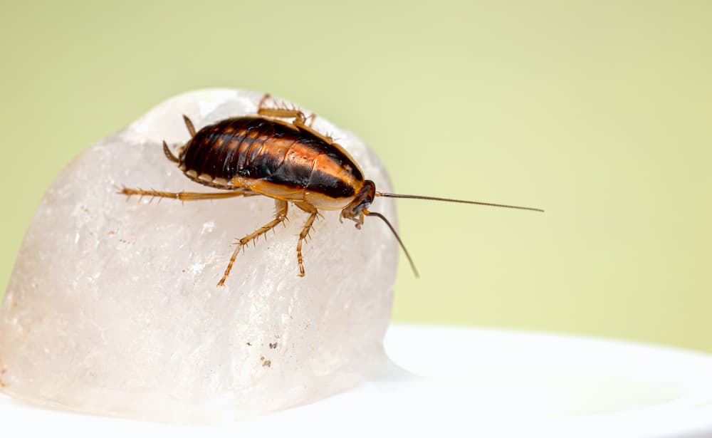 Bed Bug Control