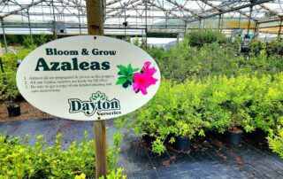 Bloom and Grow Azaleas at Dayton Nursery.