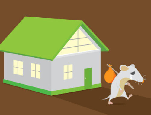 The Dangers of DIY Mouse Extermination: Why It’s Best Left to the Experts